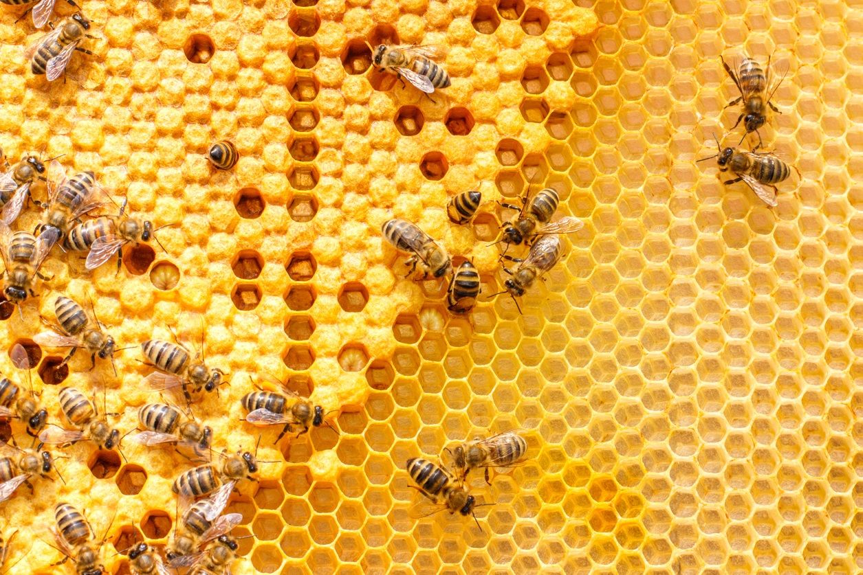 pszczoły w ulu, symbolizują ciężką pracę 