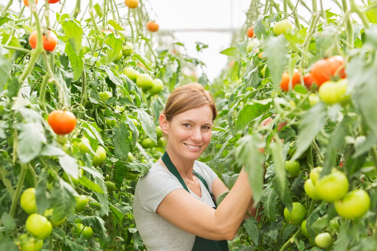 Uśmiechnięta kobieta i zbiory pomidorów